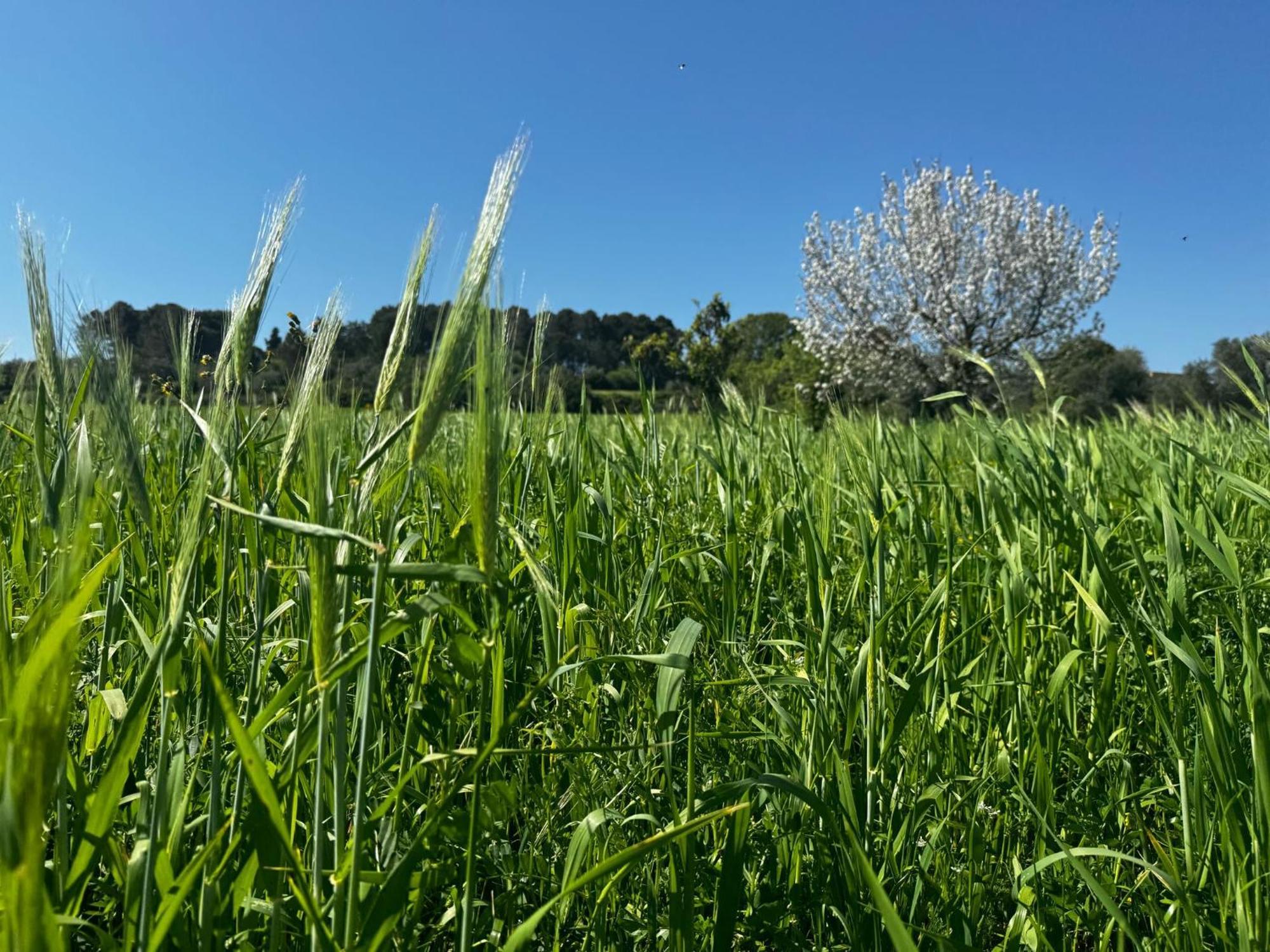Trulli Del Sole Villa Martina Franca Ngoại thất bức ảnh